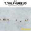 Tylecodon sulphureus
