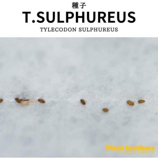 Tylecodon sulphureus
