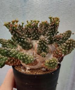 ユーフォルビア(Euphorbia)