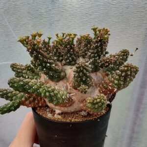 ユーフォルビア(Euphorbia)