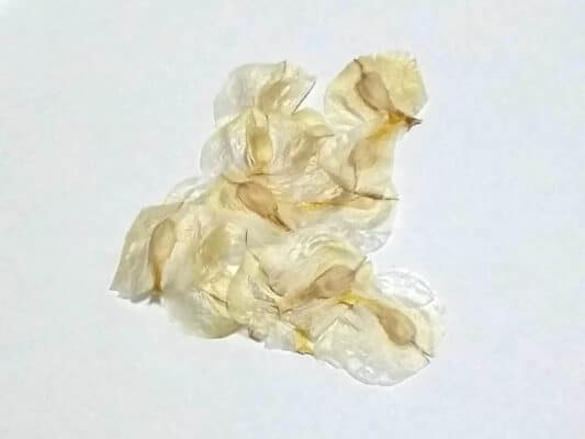 プラントブラザーズ