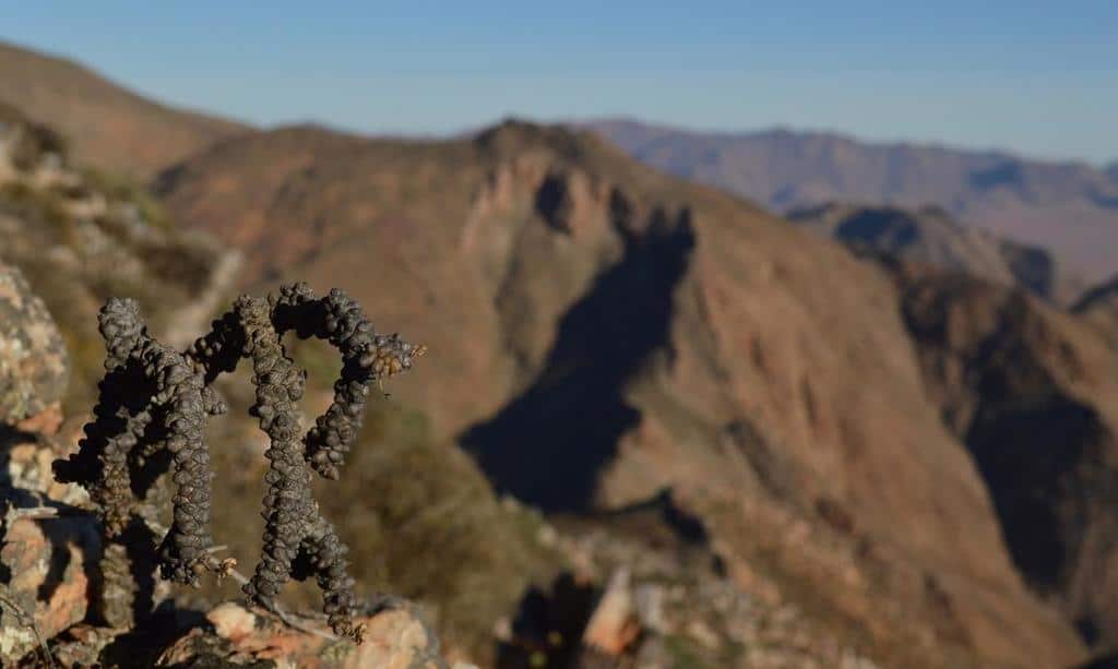 和名:蛮鬼塔】オトンナ・ヘレー(Othonna herrei) | プラントブラザーズ