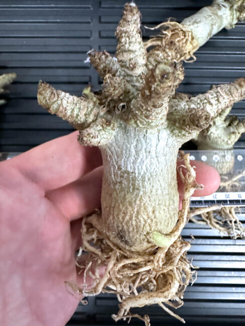 【植物】アデニウム・DHA PPL 獅子葉 葉巻【抜き苗・期間限定販売】