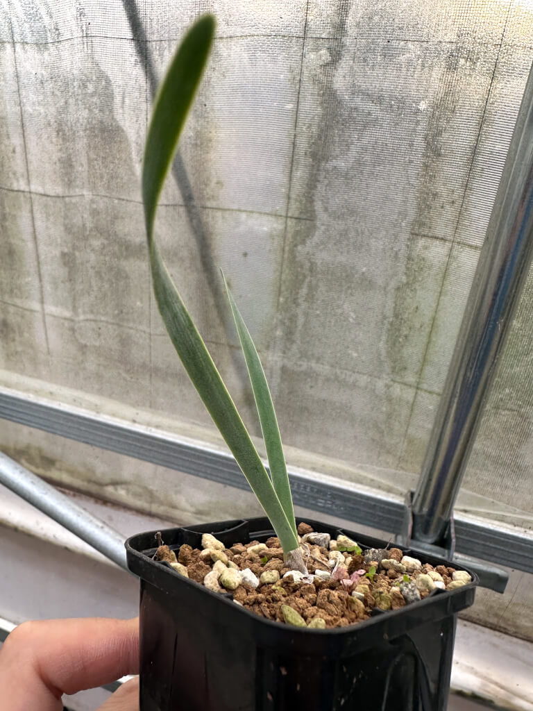 【園主セレクト】ブーファン・ハエマンソイデス 2年苗【2.5号鉢植え】【海外苗】 - 画像 (3)