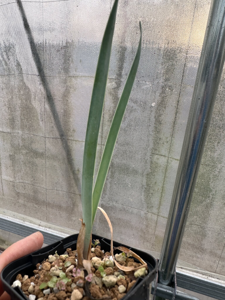 【園主セレクト】ブーファン・ハエマンソイデス 2年苗【2.5号鉢植え】【海外苗】 - 画像 (5)