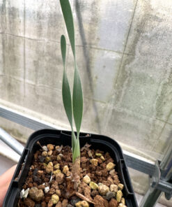 【園主セレクト】ブーファン・ハエマンソイデス 2年苗【2.5号鉢植え】【海外苗】