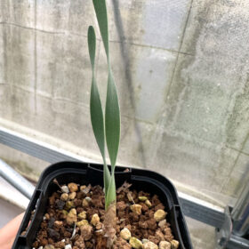 【園主セレクト】ブーファン・ハエマンソイデス 2年苗【2.5号鉢植え】【海外苗】