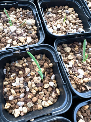 プラントブラザーズ