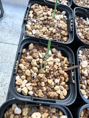 プラントブラザーズ