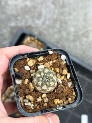 プラントブラザーズ