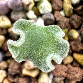 01珍奇植物 多肉植物 塊根植物 エリオスペルマム・チタノプソイデス