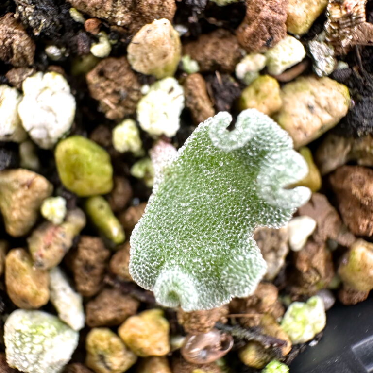 コノフィツム ヤンギー親株