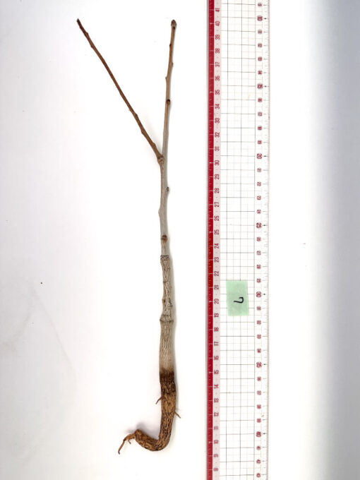 限定販売】ボスウェリア・ソコトラナ【SP7】Boswellia socotrana 塊根植物 夏型 コーデックス | プラントブラザーズ