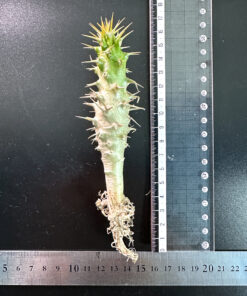 【期間限定】パキポディウム・アンボンゲンセ 実生【SP1】特価 塊根植物 夏型 コーデックス