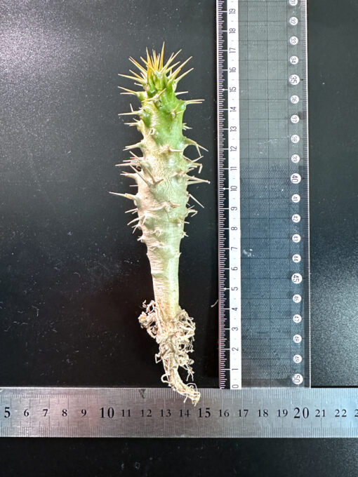 【期間限定】パキポディウム・アンボンゲンセ 実生【SP1】特価 塊根植物 夏型 コーデックス