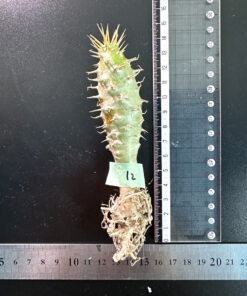 【期間限定】パキポディウム・アンボンゲンセ 実生【SP12】特価 塊根植物 夏型 コーデックス