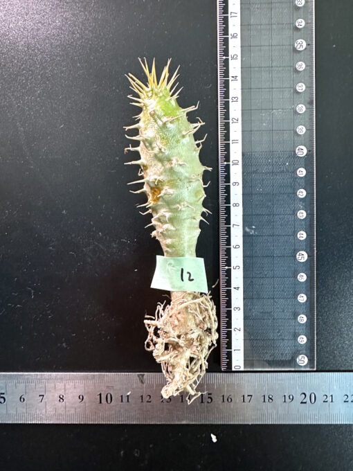 【期間限定】パキポディウム・アンボンゲンセ 実生【SP12】特価 塊根植物 夏型 コーデックス
