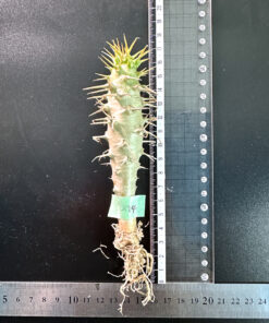 【期間限定】パキポディウム・アンボンゲンセ 実生【SP14】特価 塊根植物 夏型 コーデックス