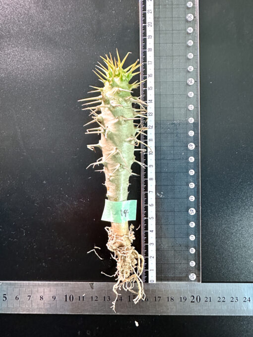 【期間限定】パキポディウム・アンボンゲンセ 実生【SP14】特価 塊根植物 夏型 コーデックス