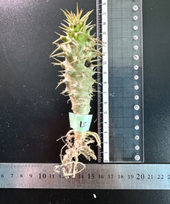 【期間限定】パキポディウム・アンボンゲンセ 実生【SP15】特価 塊根植物 夏型 コーデックス