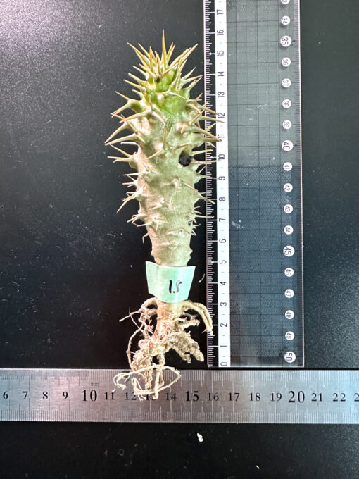 【期間限定】パキポディウム・アンボンゲンセ 実生【SP15】特価 塊根植物 夏型 コーデックス