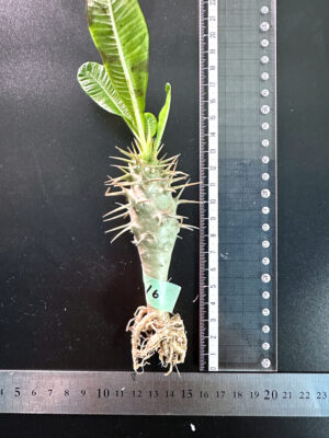 プラントブラザーズ