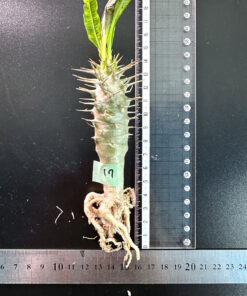 【期間限定】パキポディウム・アンボンゲンセ 実生【SP17】特価 塊根植物 夏型 コーデックス