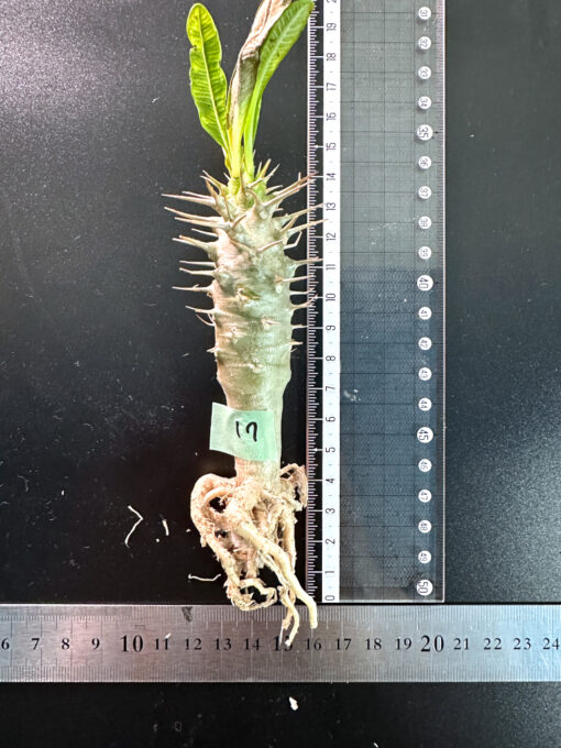 【期間限定】パキポディウム・アンボンゲンセ 実生【SP17】特価 塊根植物 夏型 コーデックス