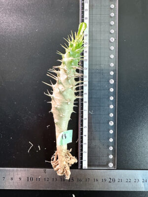 プラントブラザーズ