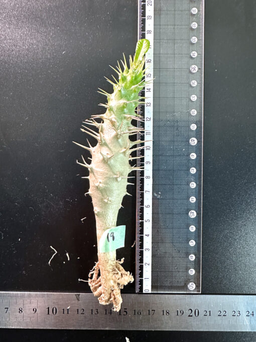【期間限定】パキポディウム・アンボンゲンセ 実生【SP18】特価 塊根植物 夏型 コーデックス