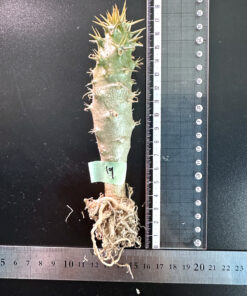 【期間限定】パキポディウム・アンボンゲンセ 実生【SP19】特価 塊根植物 夏型 コーデックス
