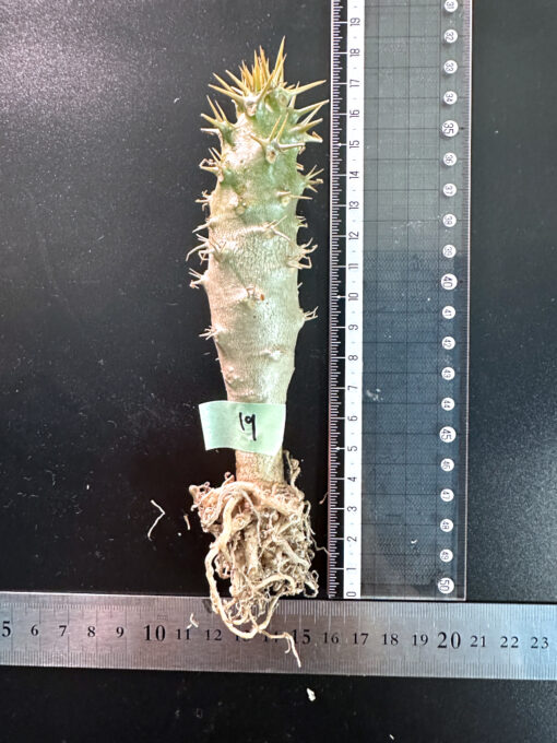 【期間限定】パキポディウム・アンボンゲンセ 実生【SP19】特価 塊根植物 夏型 コーデックス