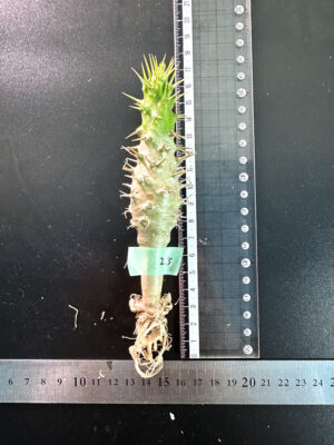 プラントブラザーズ