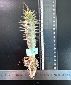 【期間限定】パキポディウム・アンボンゲンセ 実生【SP26】特価 塊根植物 夏型 コーデックス