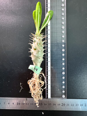 プラントブラザーズ