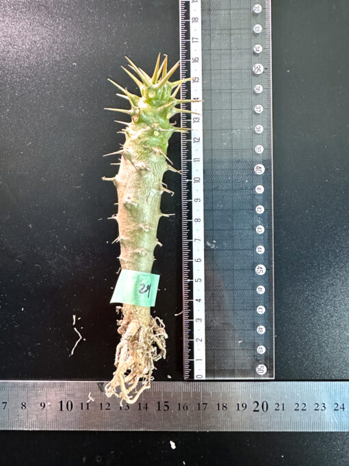 【期間限定】パキポディウム・アンボンゲンセ 実生【SP29】特価 塊根植物 夏型 コーデックス