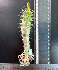 【期間限定】パキポディウム・アンボンゲンセ 実生【SP3】特価 塊根植物 夏型 コーデックス