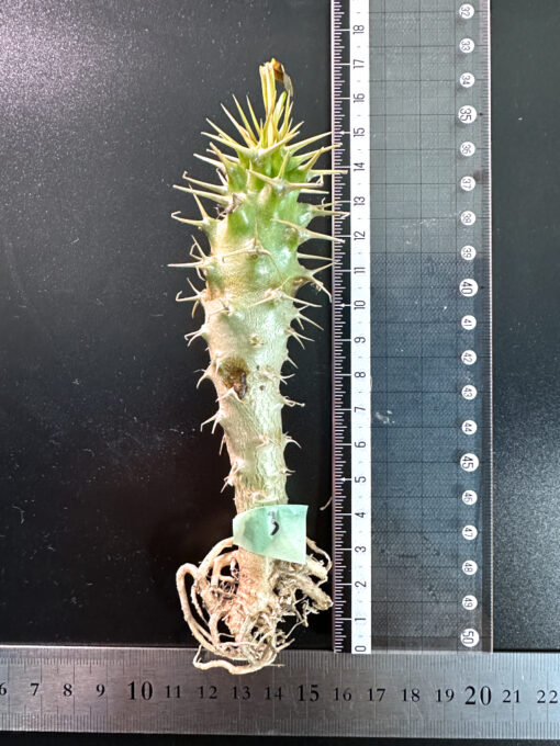 【期間限定】パキポディウム・アンボンゲンセ 実生【SP3】特価 塊根植物 夏型 コーデックス