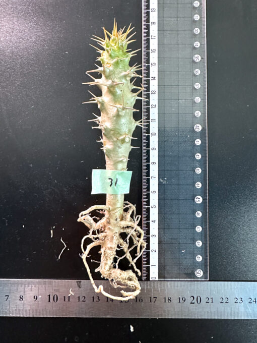 【期間限定】パキポディウム・アンボンゲンセ 実生【SP31】特価 塊根植物 夏型 コーデックス