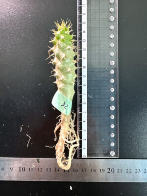 プラントブラザーズ