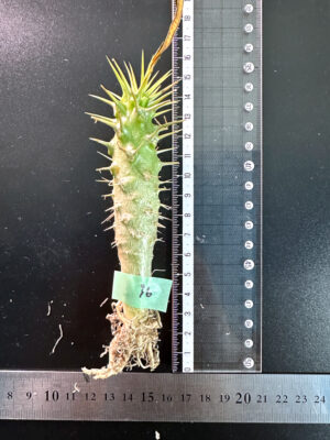 プラントブラザーズ