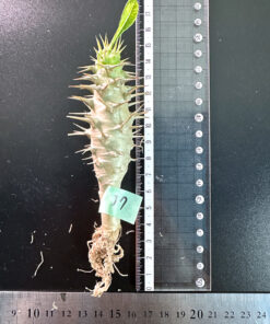 【期間限定】パキポディウム・アンボンゲンセ 実生【SP37】特価 塊根植物 夏型 コーデックス