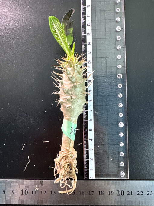 【期間限定】パキポディウム・アンボンゲンセ 実生【SP38】特価 塊根植物 夏型 コーデックス