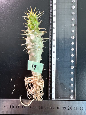 プラントブラザーズ