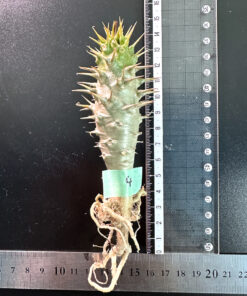 【期間限定】パキポディウム・アンボンゲンセ 実生【SP4】特価 塊根植物 夏型 コーデックス