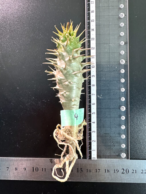 【期間限定】パキポディウム・アンボンゲンセ 実生【SP4】特価 塊根植物 夏型 コーデックス