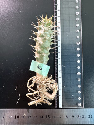 プラントブラザーズ