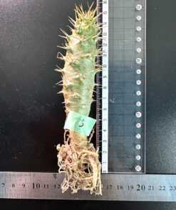 【期間限定】パキポディウム・アンボンゲンセ 実生【SP5】特価 塊根植物 夏型 コーデックス