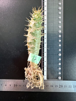 プラントブラザーズ