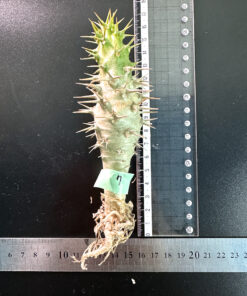 【期間限定】パキポディウム・アンボンゲンセ 実生【SP7】特価 塊根植物 夏型 コーデックス
